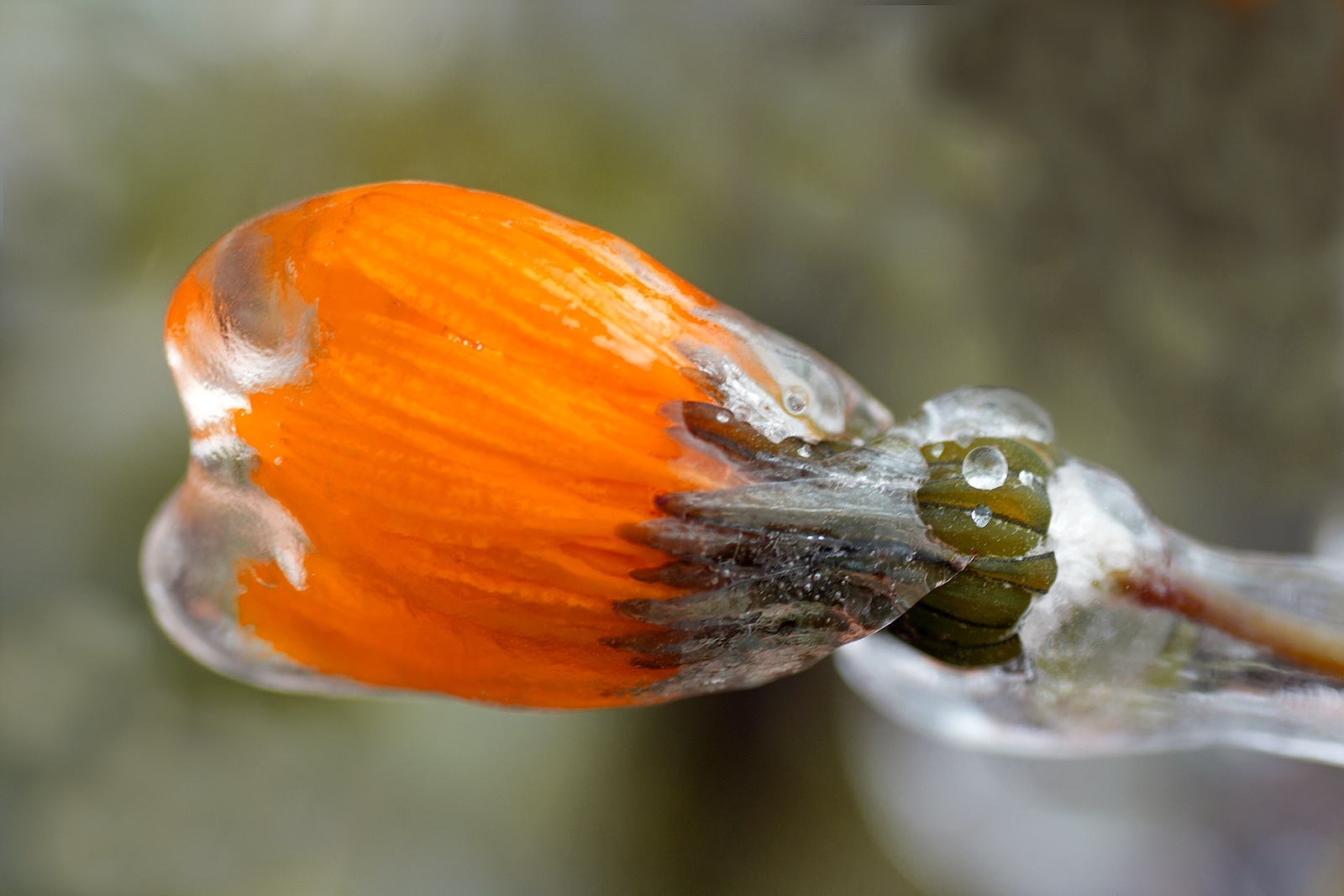 Flo 03