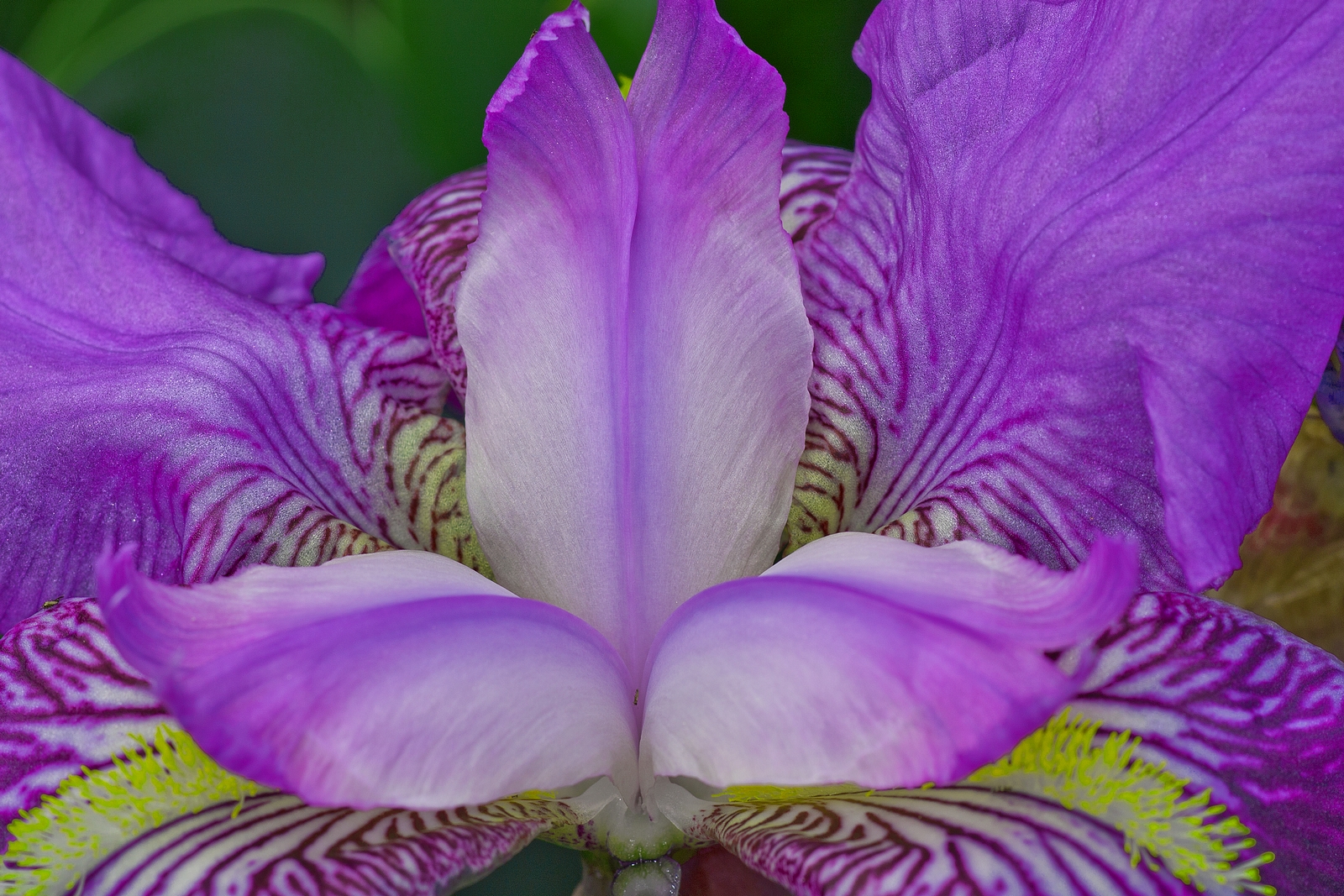 Flo 07