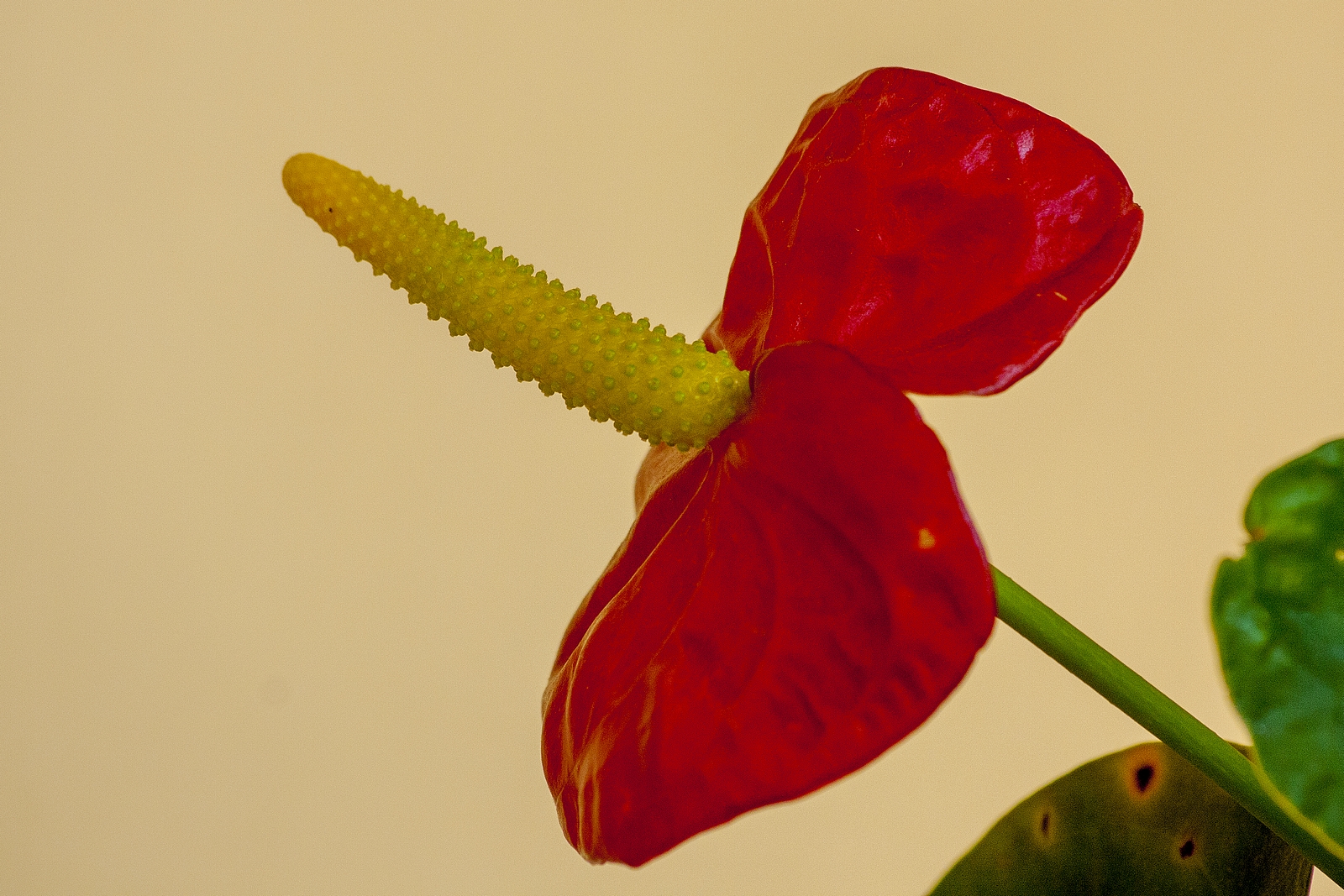 Flo 10